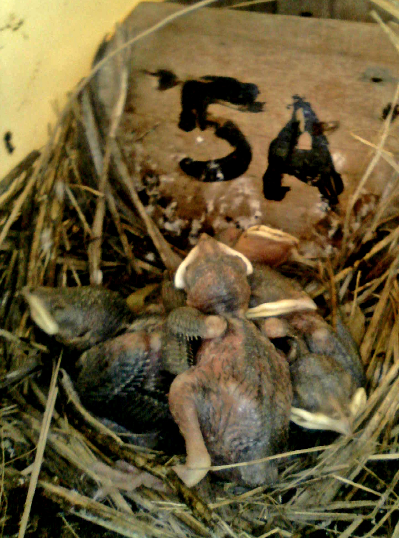 OPAS 5A